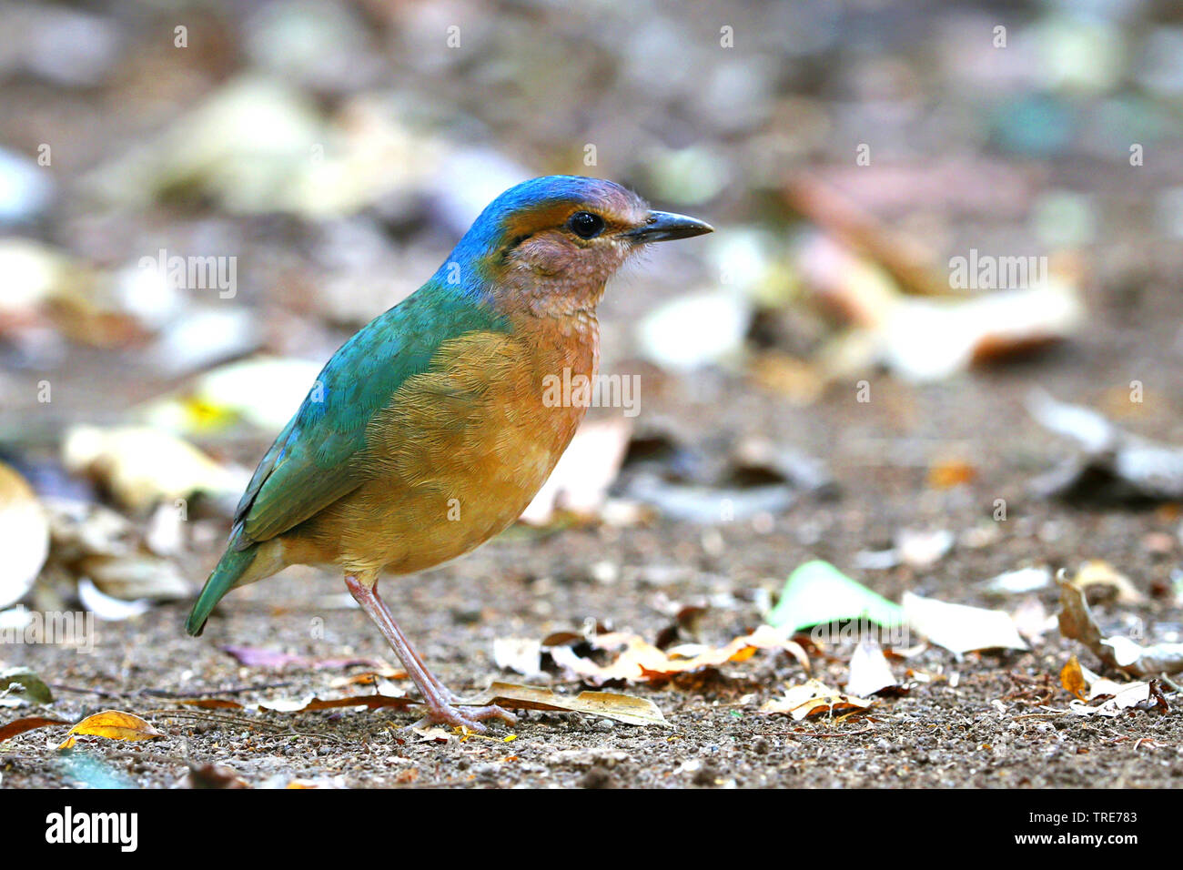 Blu-rumped pitta, Hydrornis soror (Hydrornis soror), una timida specie di uccello, nella giungla del Sud Vietnam, Vietnam, Cat Tien Foto Stock