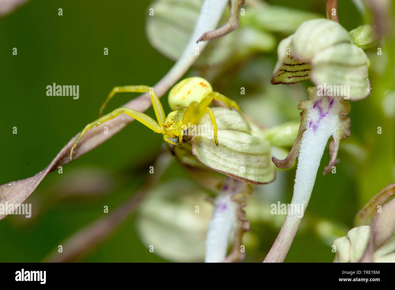 Oro ragno granchio (Misumena vatia), su lizard orchid (Himantoglossum hircinum), Germania Foto Stock