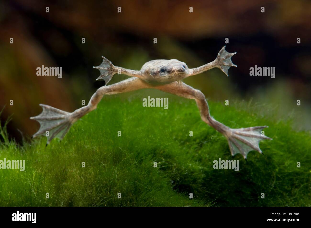 Nana africana rana, dwarf artigliato frog (Hymenochirus boettgeri), nuoto Foto Stock