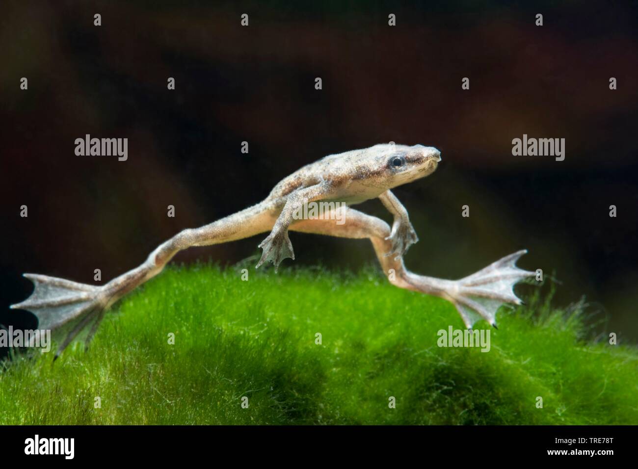 Nana africana rana, dwarf artigliato frog (Hymenochirus boettgeri), nuoto Foto Stock