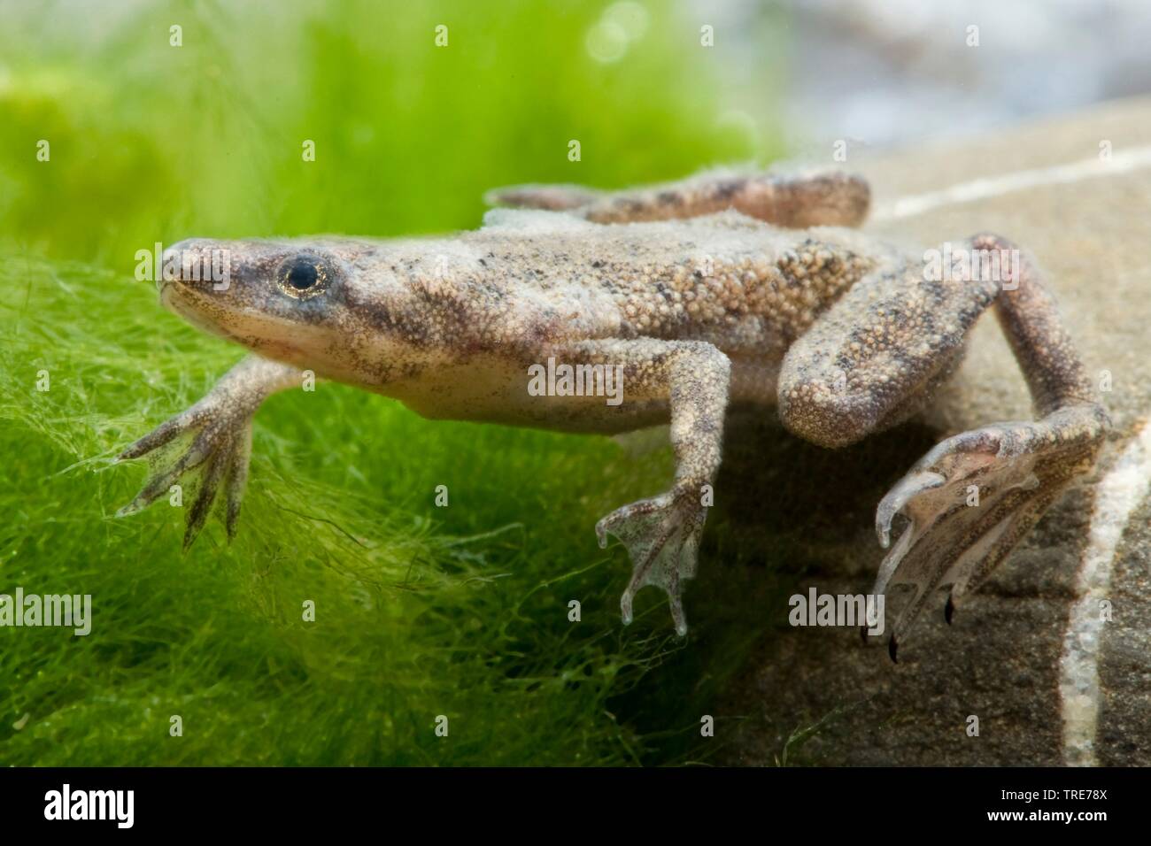 Nana africana rana, dwarf artigliato frog (Hymenochirus boettgeri), nuoto Foto Stock