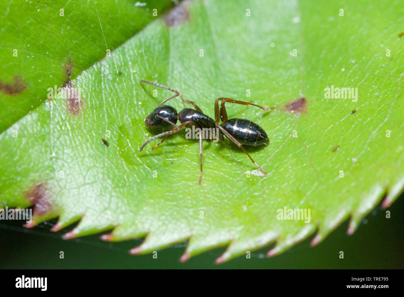 Black ant, comune black ant, giardino ant (Lasius niger), su una foglia, Germania Foto Stock