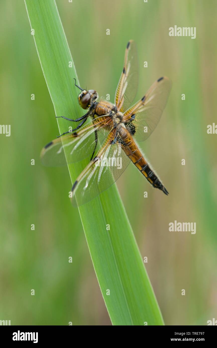 Quattro-spotted libellula, quattro-spotted chaser, quattro spot (Libellula quadrimaculata), si siede su una foglia, Germania Foto Stock