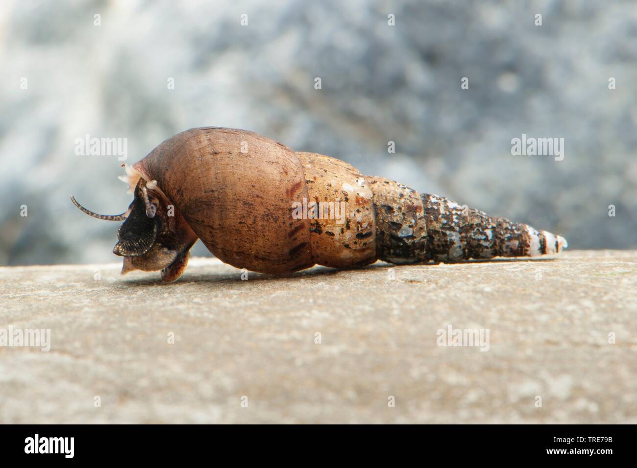 Malaysian tromba lumaca (Melanoides tuberculata), sotto l'acqua su una pietra Foto Stock