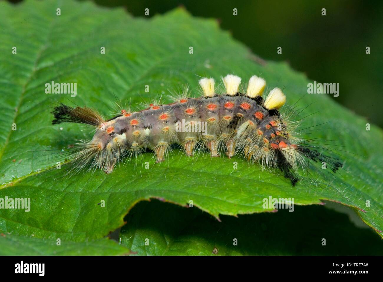 Vaporer tarma vaporer comune, rusty tussock moth (Orgyia antiqua, Orgyia recens), Caterpillar su una foglia, Germania Foto Stock