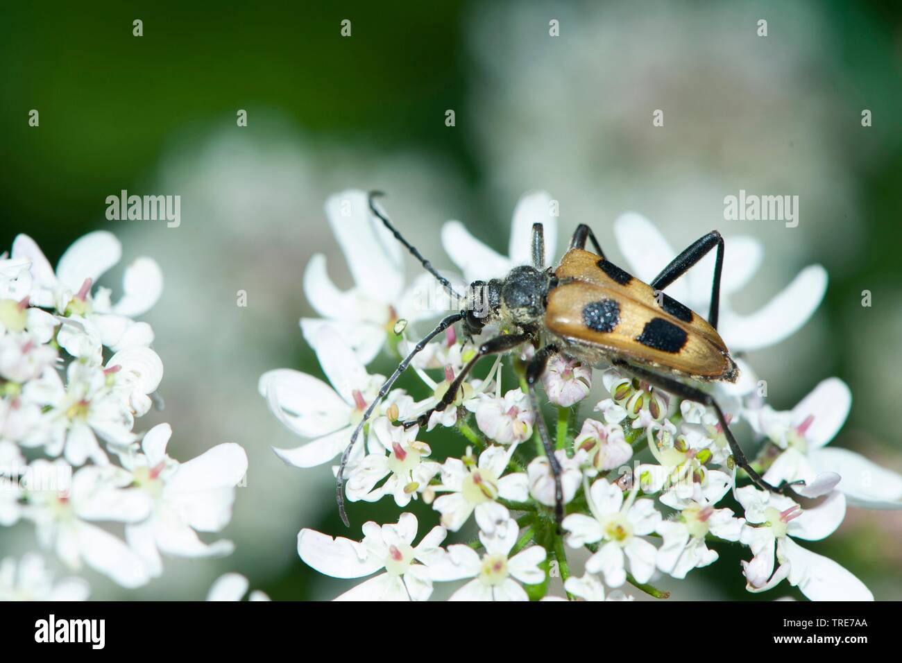Chiazzato Longhorn Beetle (Pachytodes cerambyciformis, Judolia cerambyciformis), su Iberis, Germania Foto Stock