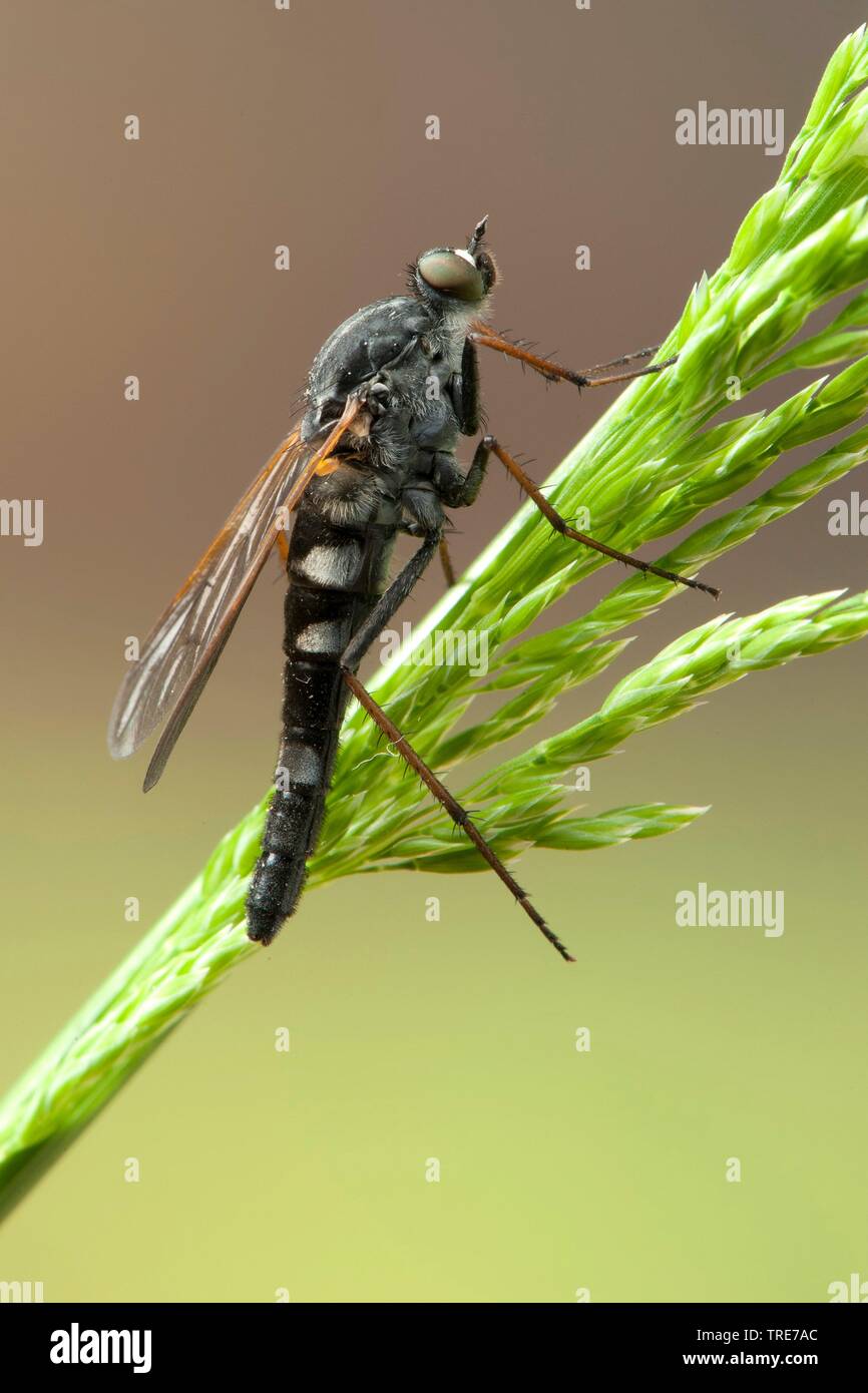 Stiletto fly (Pandivirilia eximia), su erba, Germania Foto Stock