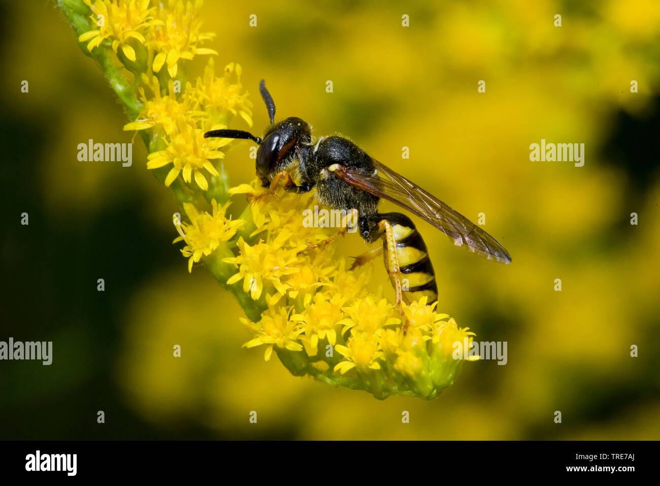 Bee-killer wasp, Bee-killer (Philanthus triangulum, Philanthus apivorus), si siede su un'infiorescenza, Germania Foto Stock