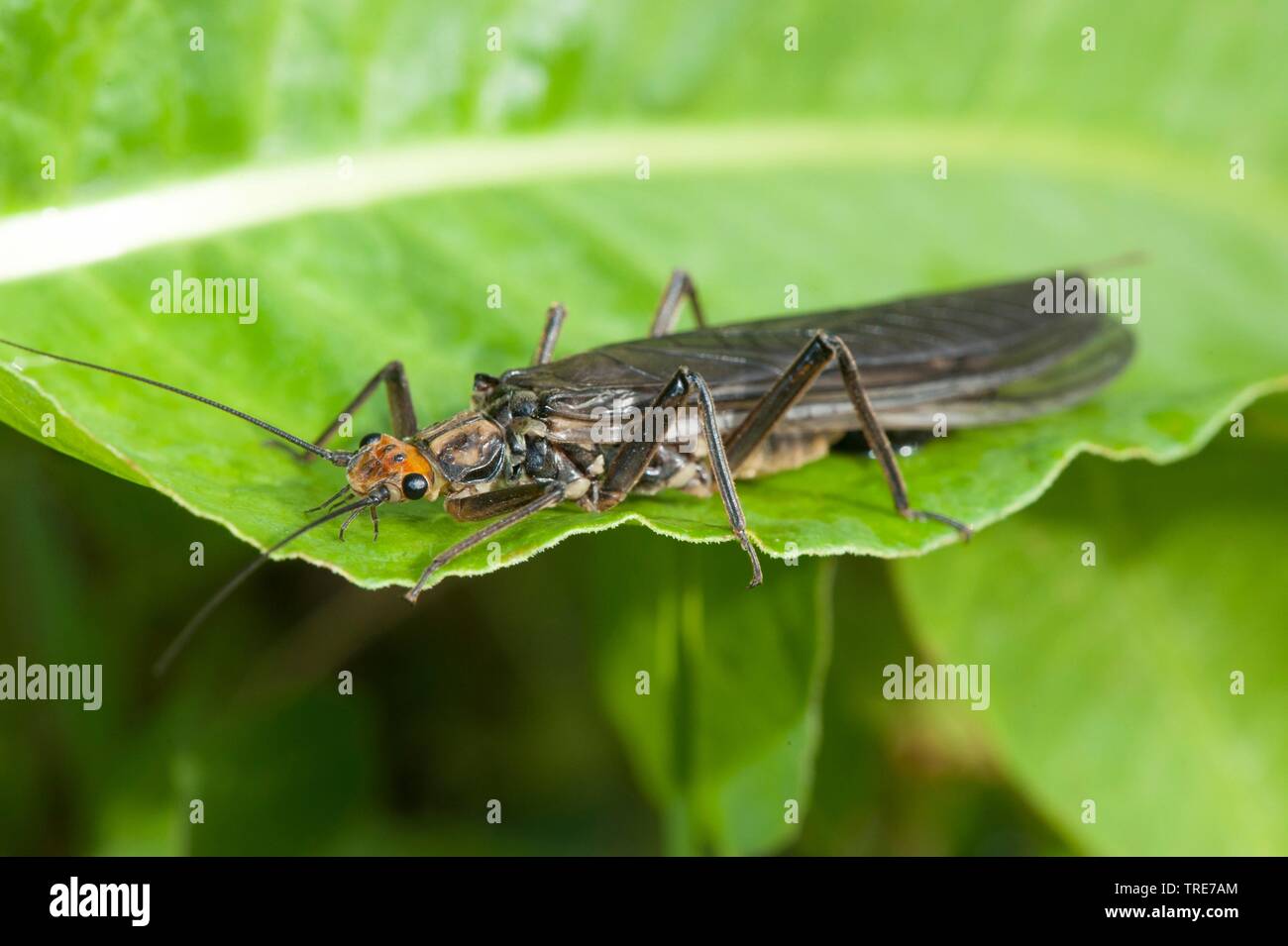 Grande Stonefly (Perla marginata), si siede su una foglia, Germania Foto Stock