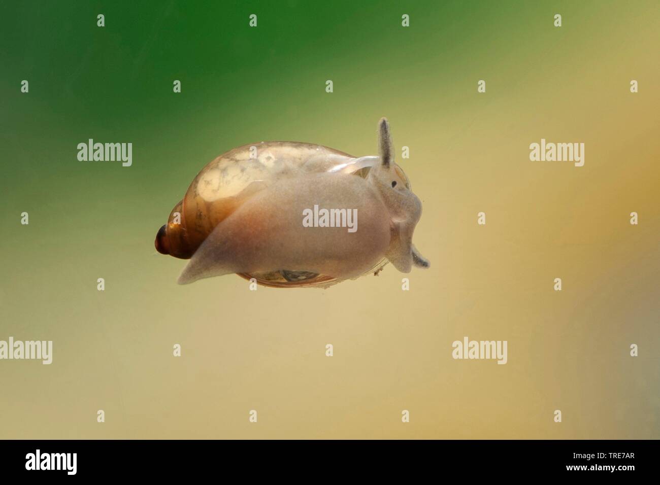 Lumaca della vescica (Physella heterostropha), in acquario, Germania Foto Stock