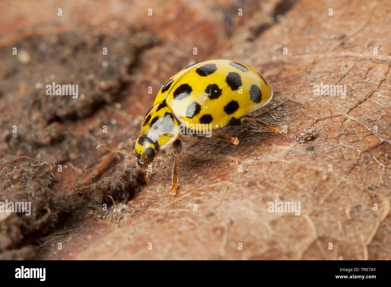 Twentytwo-spot ladybird beetle (Thea vigintiduopunctata, Psyllobora vigintiduopunctata), su una pietra, Germania Foto Stock