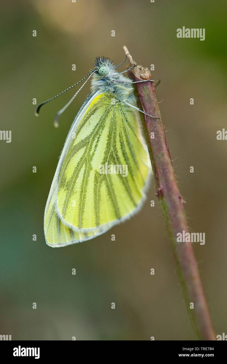 Verde-bianco venato, verde venato bianco (Sarcococca napi, Artogeia napi, Sarcococca napae), in corrispondenza di un ramoscello, Germania Foto Stock