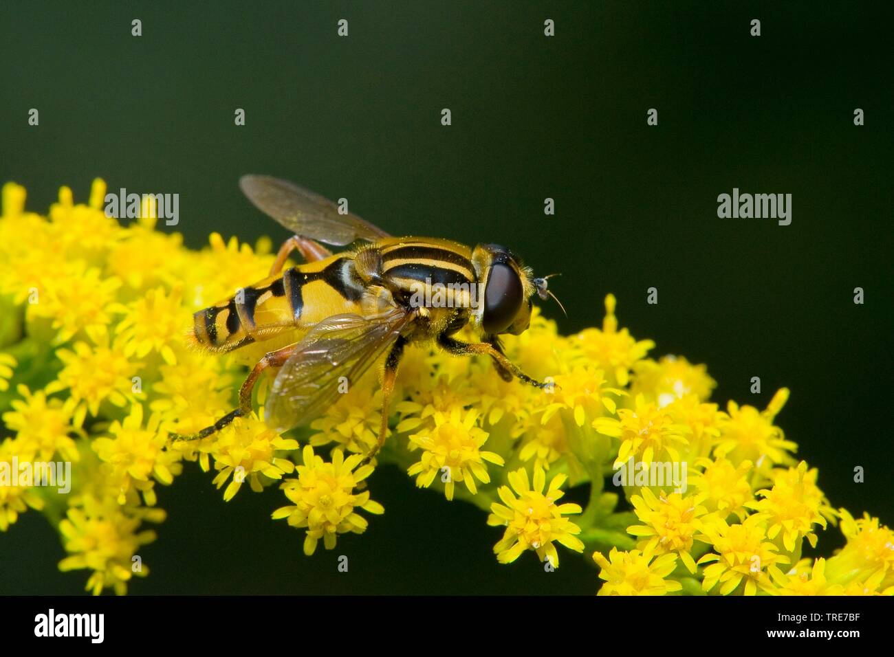 Grande tiger hoverfly (Helophilus trivittatus), siede su Solidago, Germania Foto Stock