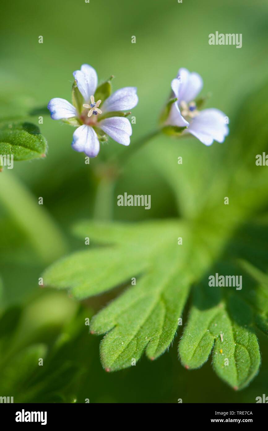 Piccolo-cranesbill fiorito, Traveler's (geranio Geranium pusillum), fioritura, Germania Foto Stock