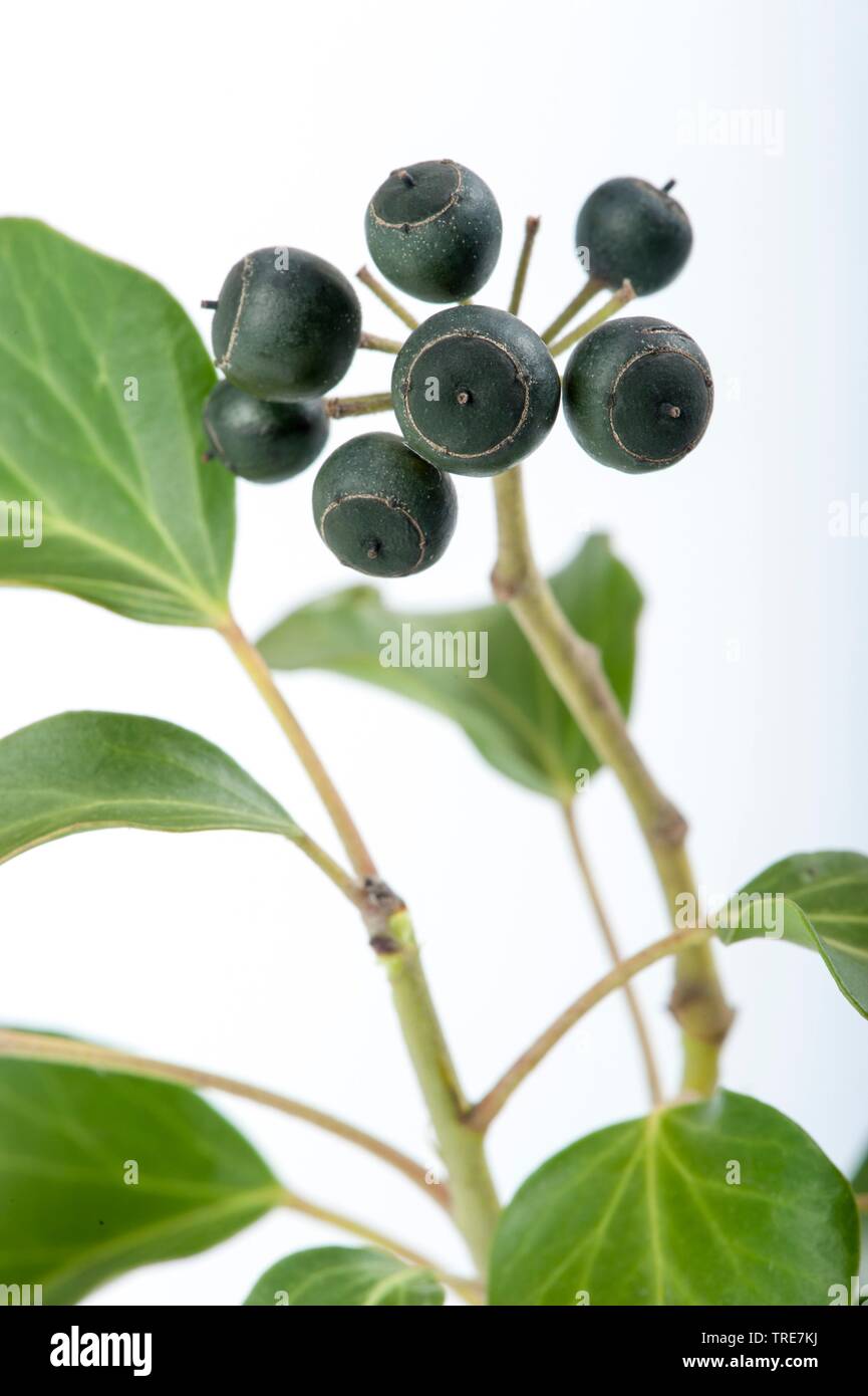English ivy, comune edera (Hedera helix), il ramo con fruist, intaglio, Germania Foto Stock