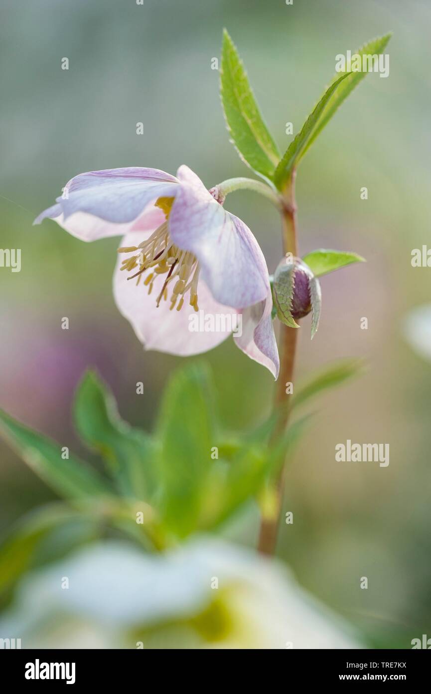 Rosa di Quaresima, l'elleboro Orientale (Helleborus orientalis), fioritura Foto Stock