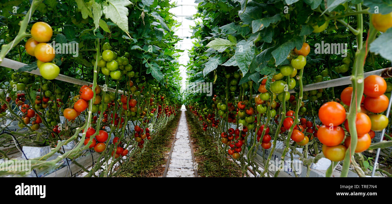 Giardino (pomodoro Solanum lycopersicum, Lycopersicon esculentum), casa verde con industriell prodotto pomodori, in Germania, in Renania Palatinato Foto Stock