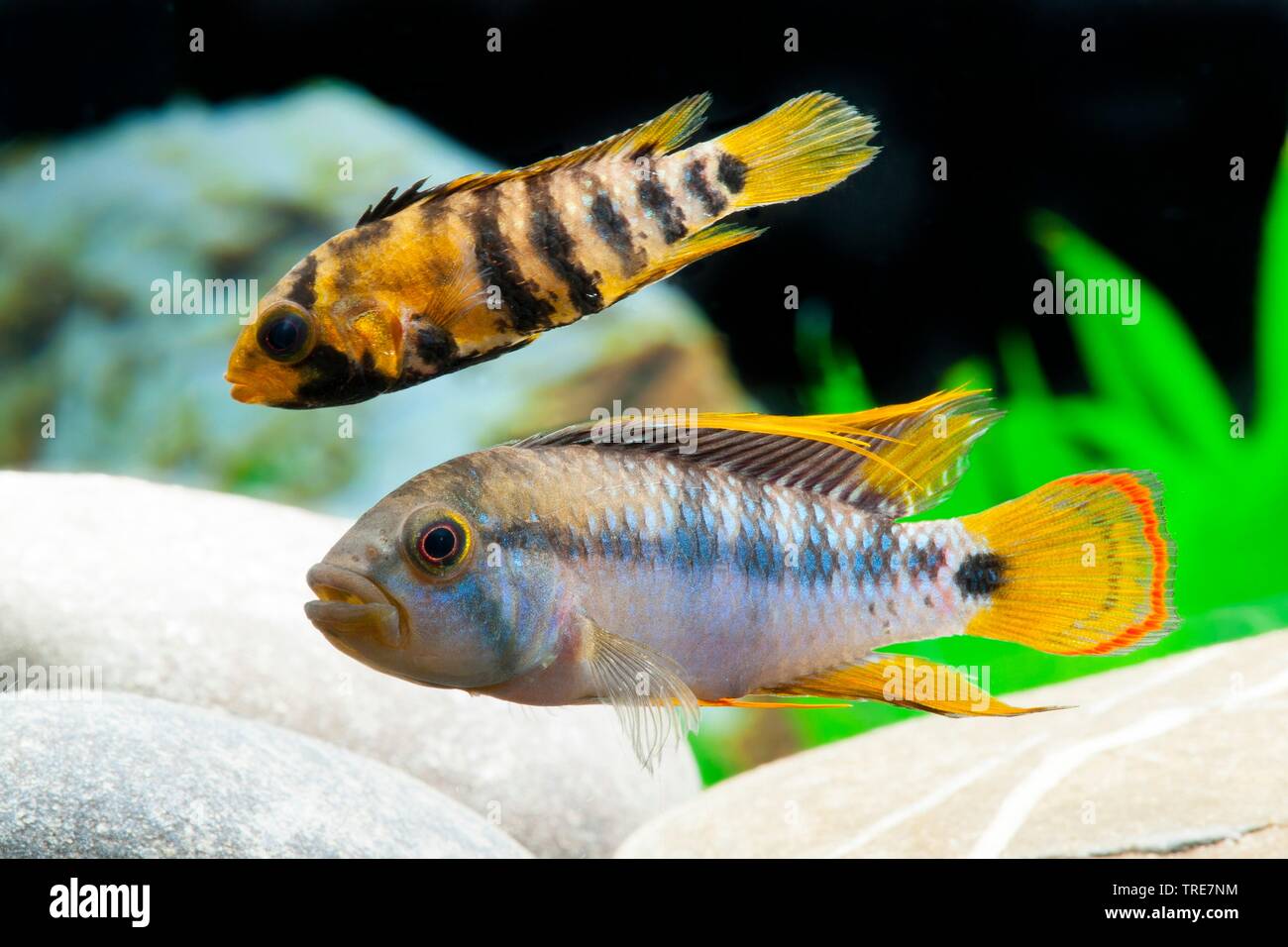 Cichlid (Apistogramma baenschi Inka), razza Inka Foto Stock