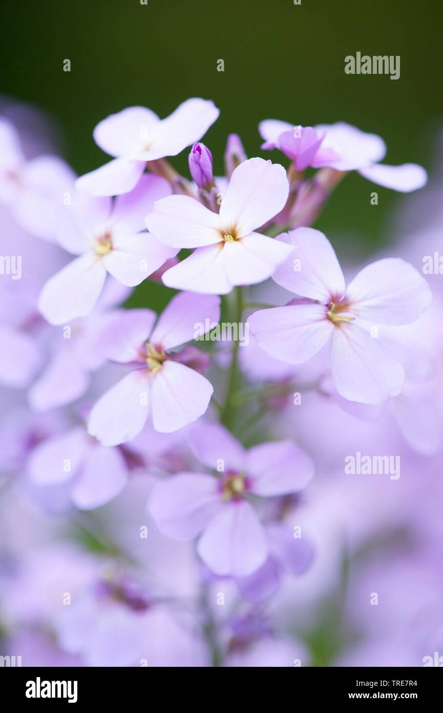 Dame's-razzo, dame's-viola, rucola, Dame's Rocket (Hesperis matronalis), fioritura, Germania Foto Stock