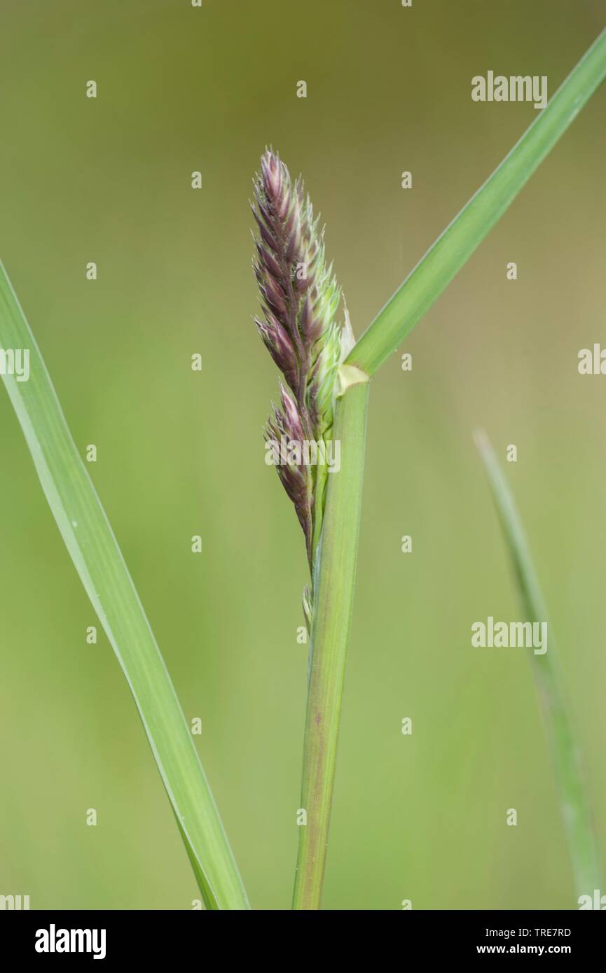 Comune di erba di velluto, Yorkshire-nebbia, creeping velvetgrass (Holcus lanatus), panicle, Germania Foto Stock