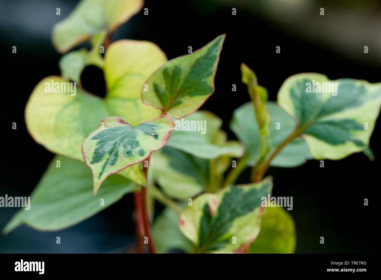 Lucertola cinese di coda, Chameleon impianto, Fishwort, Heartleaf, vap ca (Houttuynia cordata), foglie Foto Stock