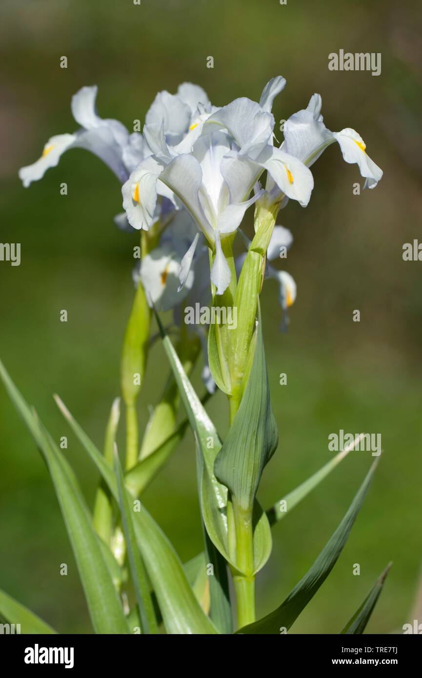 Magnifica Iris (Iris magnifica), fioritura Foto Stock