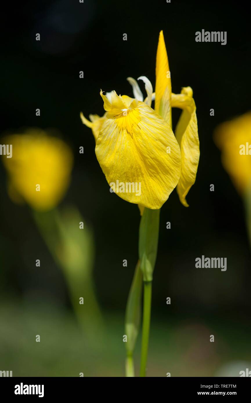 Iris gialla, bandiera gialla (Iris pseudacorus), fiore, Germania Foto Stock