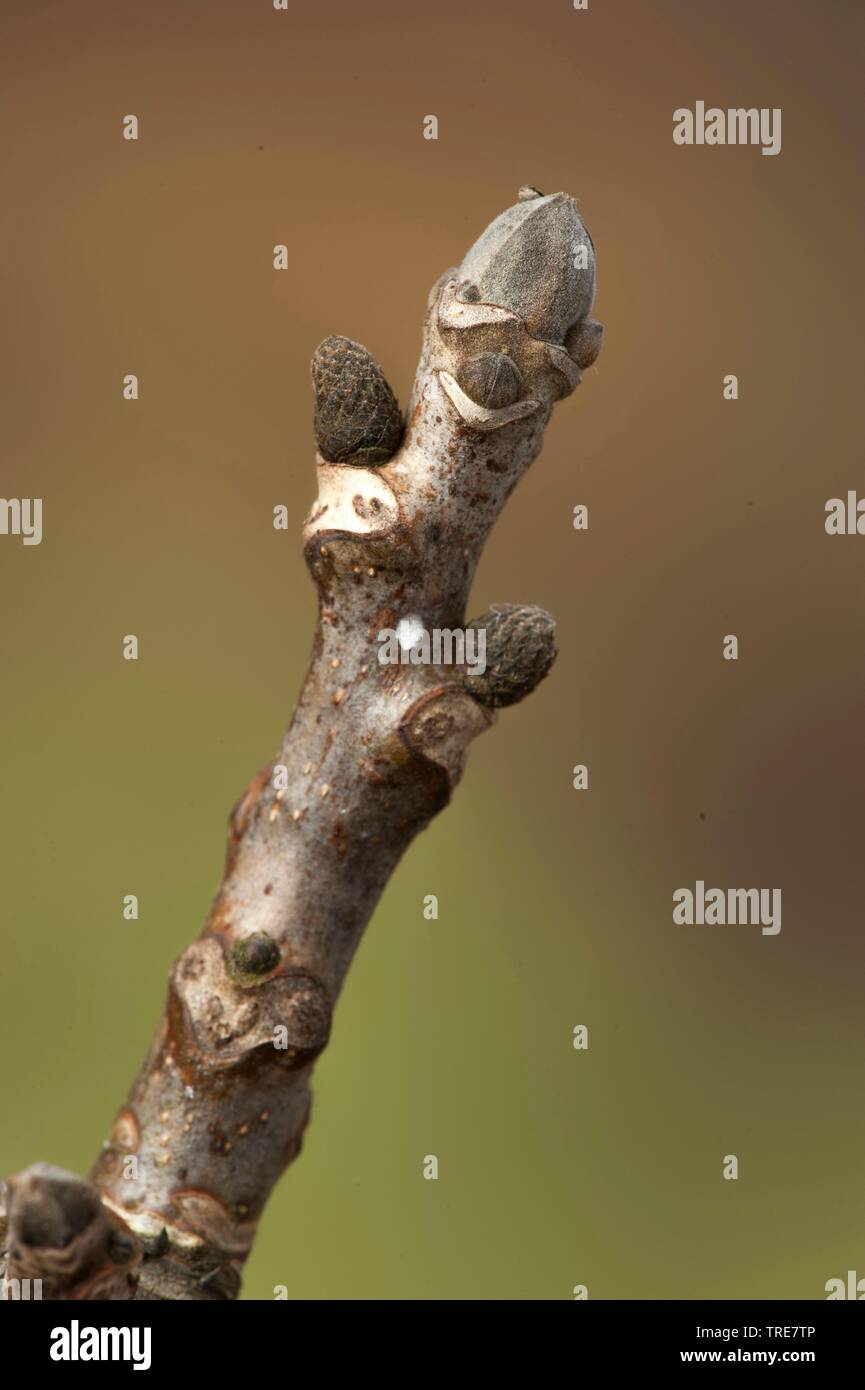 Noce (Juglans regia), ramoscello con boccioli Foto Stock