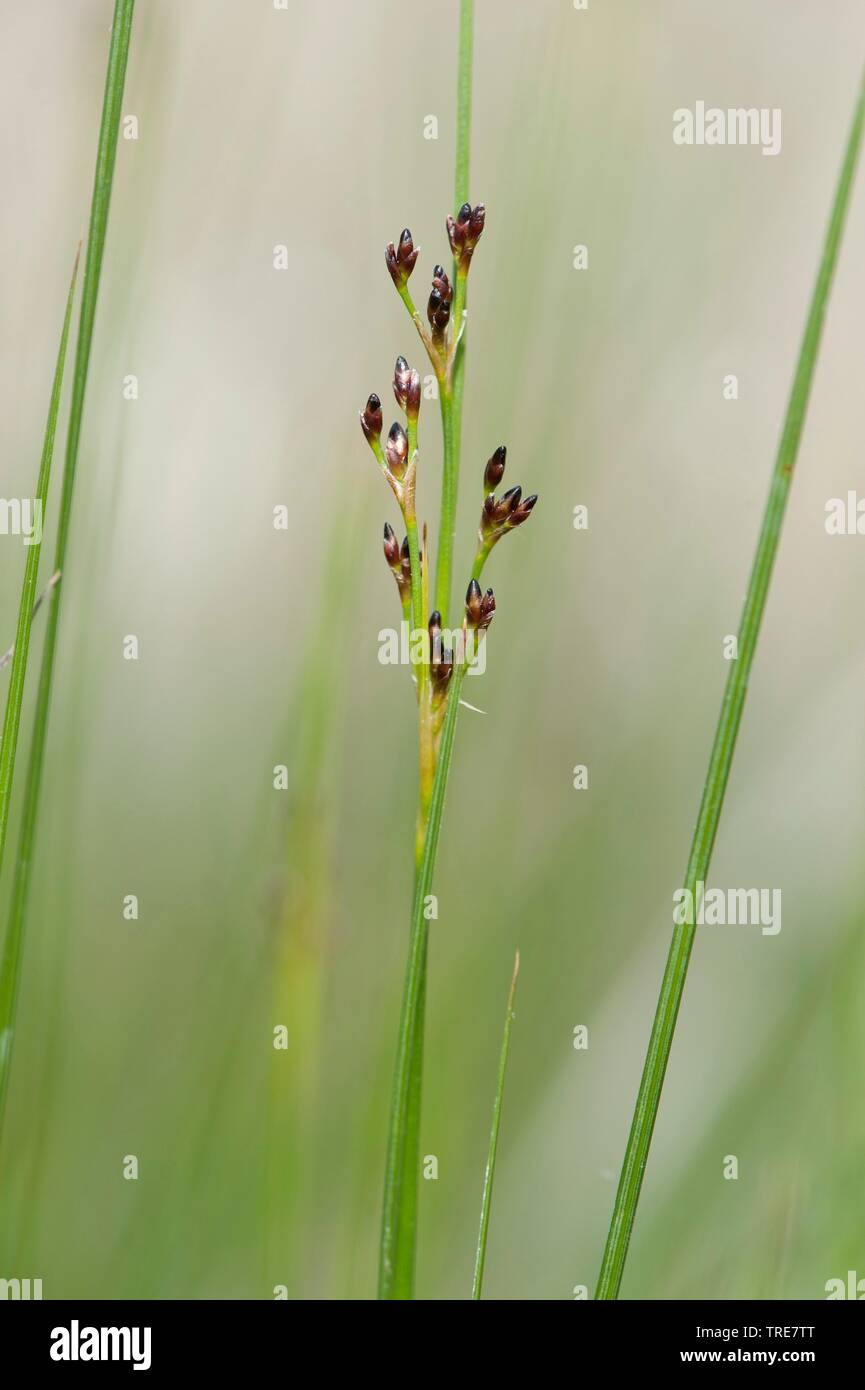 Black Grass rush, nero-erba rush, sale palude rush (Juncus gerardii), infiorescenza, Germania Foto Stock