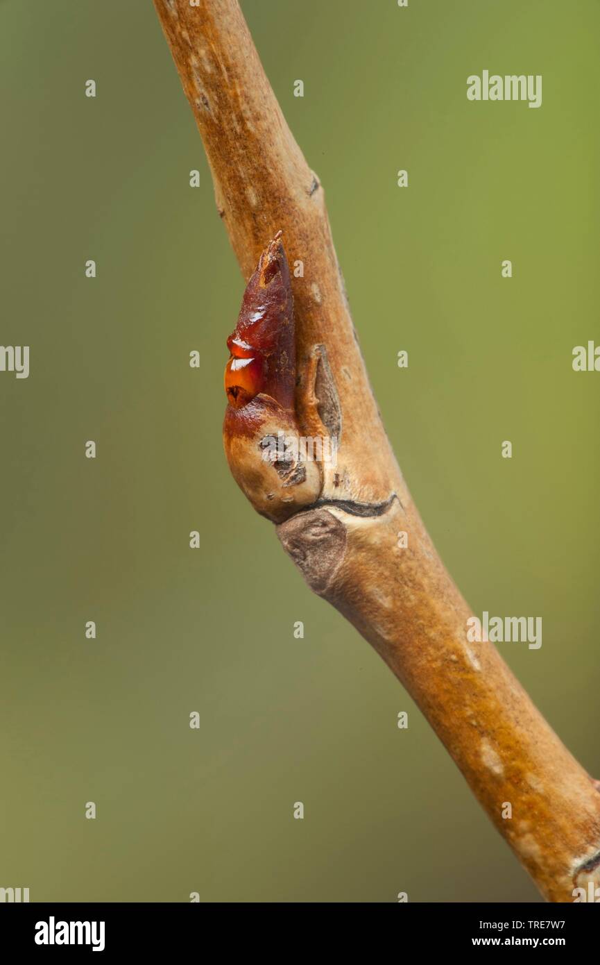 Pioppo nero, balsamo di Galaad, nero pioppi neri americani (Populus nigra), il ramo con le gemme, Germania Foto Stock