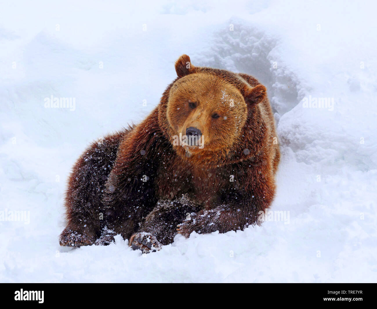 Unione l'orso bruno (Ursus arctos arctos), che giace nella neve, vista frontale, in Germania, in Baviera, il Parco Nazionale della Foresta Bavarese Foto Stock