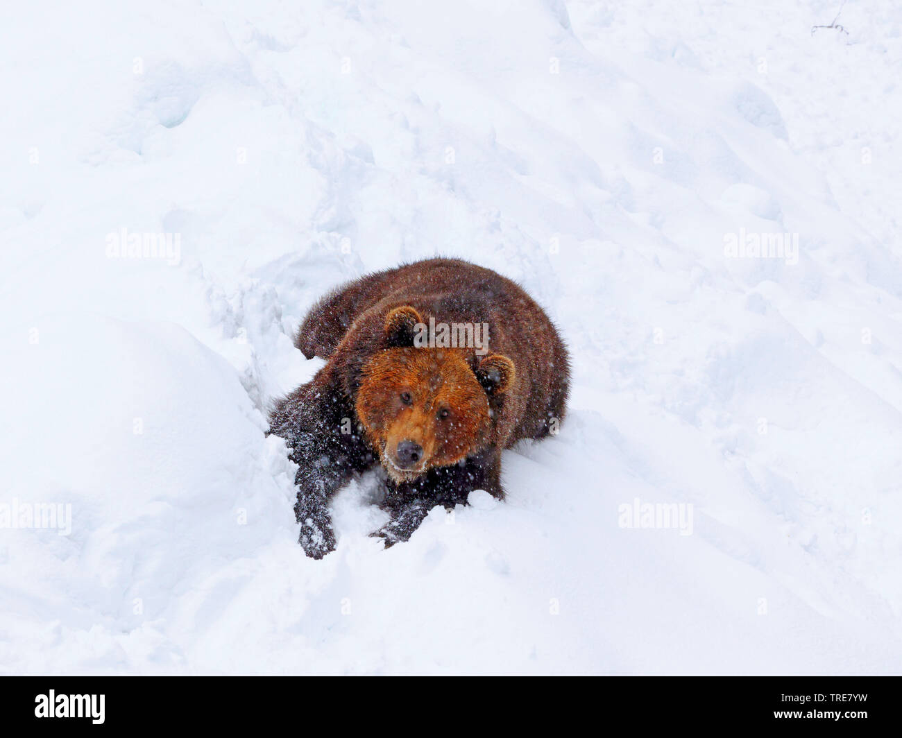 Unione l'orso bruno (Ursus arctos arctos), che giace nella neve, vista frontale, in Germania, in Baviera, il Parco Nazionale della Foresta Bavarese Foto Stock