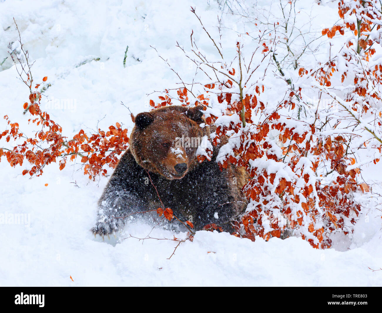 Unione l'orso bruno (Ursus arctos arctos), nella neve, vista frontale, in Germania, in Baviera, il Parco Nazionale della Foresta Bavarese Foto Stock