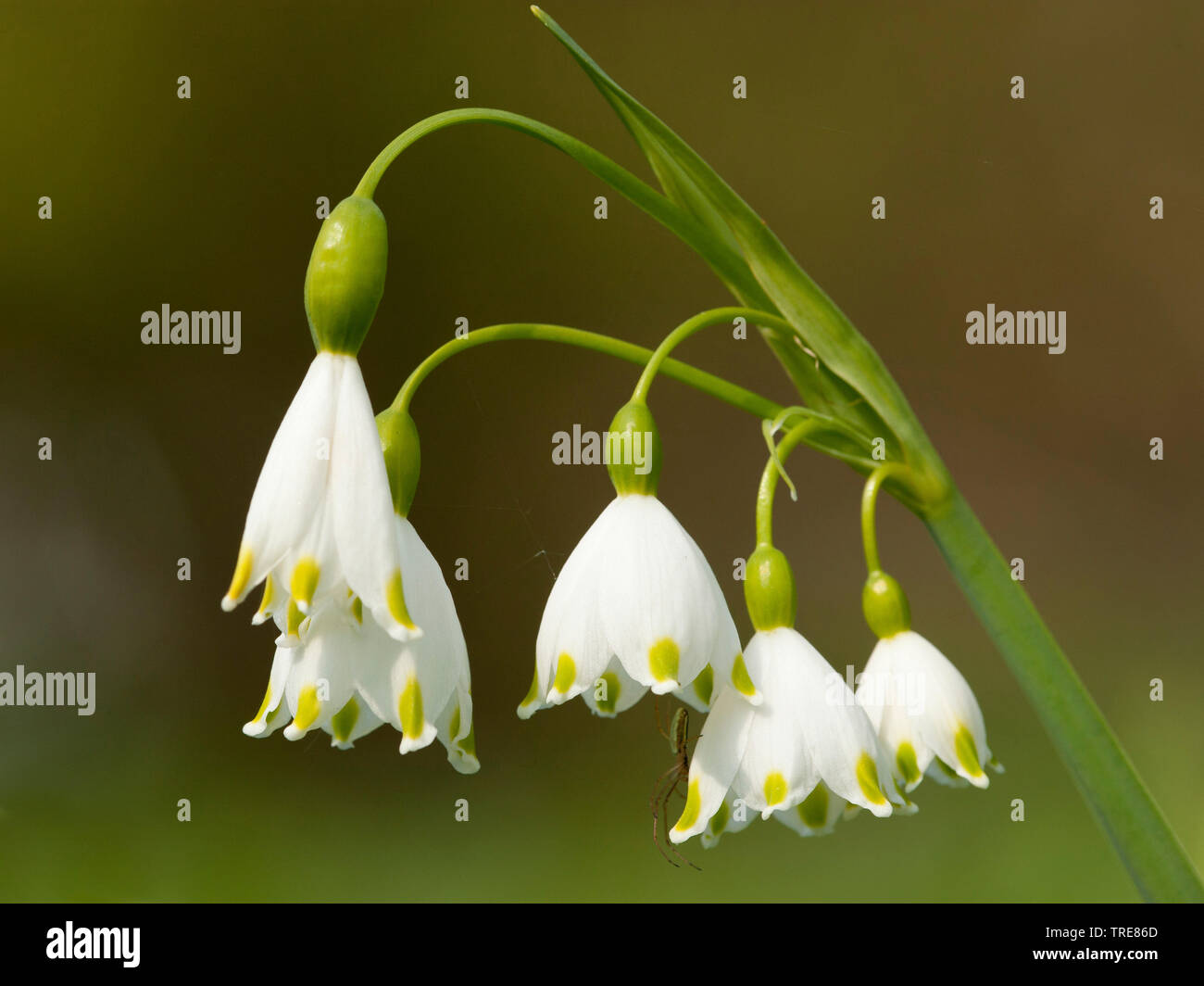 In estate il simbolo del fiocco di neve (Leucojum aestivum), fioritura, Paesi Bassi Foto Stock