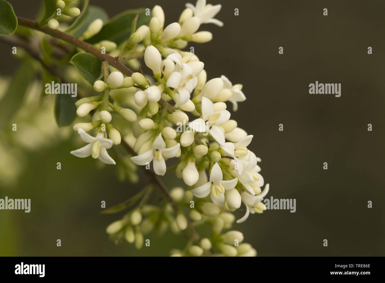 Comune di ligustro, golden ligustro, ligustro selvatico, prim, Europeo ligustro (Ligustrum vulgare), fiori, Paesi Bassi Foto Stock