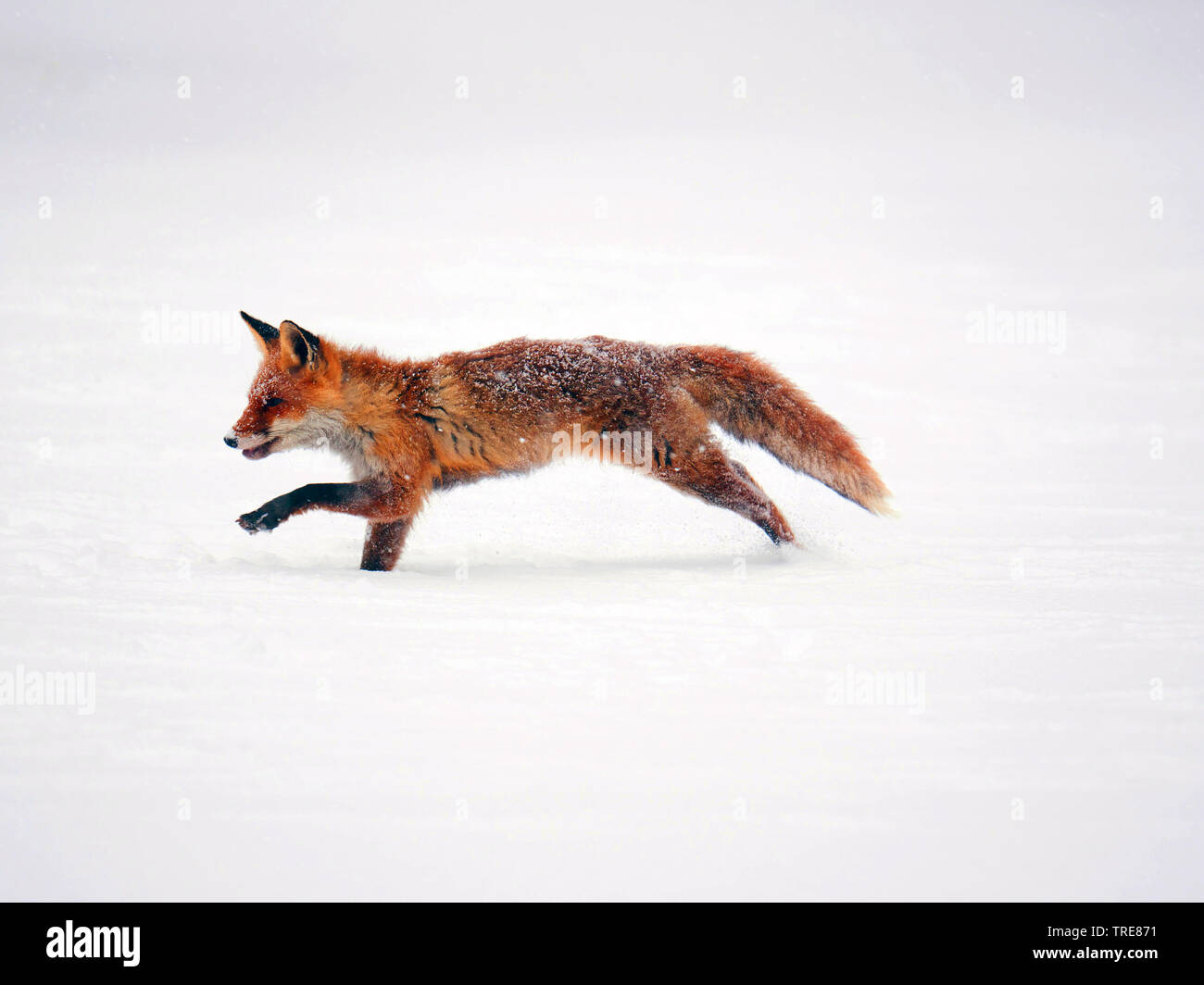 Red Fox (Vulpes vulpes vulpes), con il mouse la caccia, la esecuzione di una linea retta su un snowbound clearing, Repubblica Ceca, Sumava National Park Foto Stock