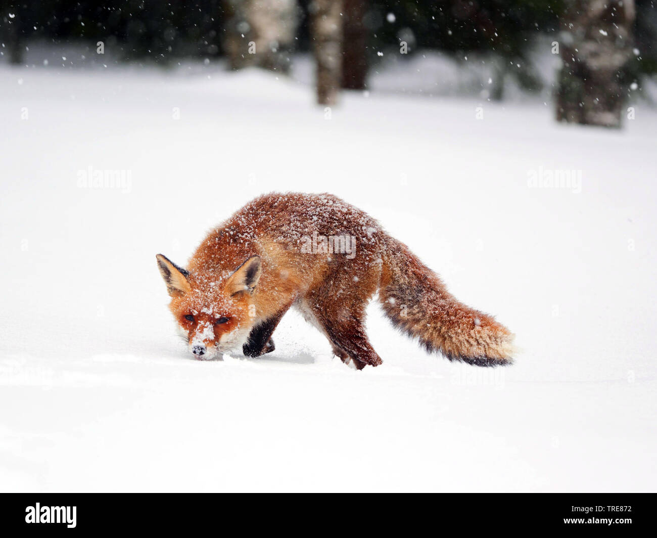 Red Fox (Vulpes vulpes vulpes), con il mouse la caccia, la esecuzione di una linea retta su un snowbound clearing, Repubblica Ceca, Sumava National Park Foto Stock