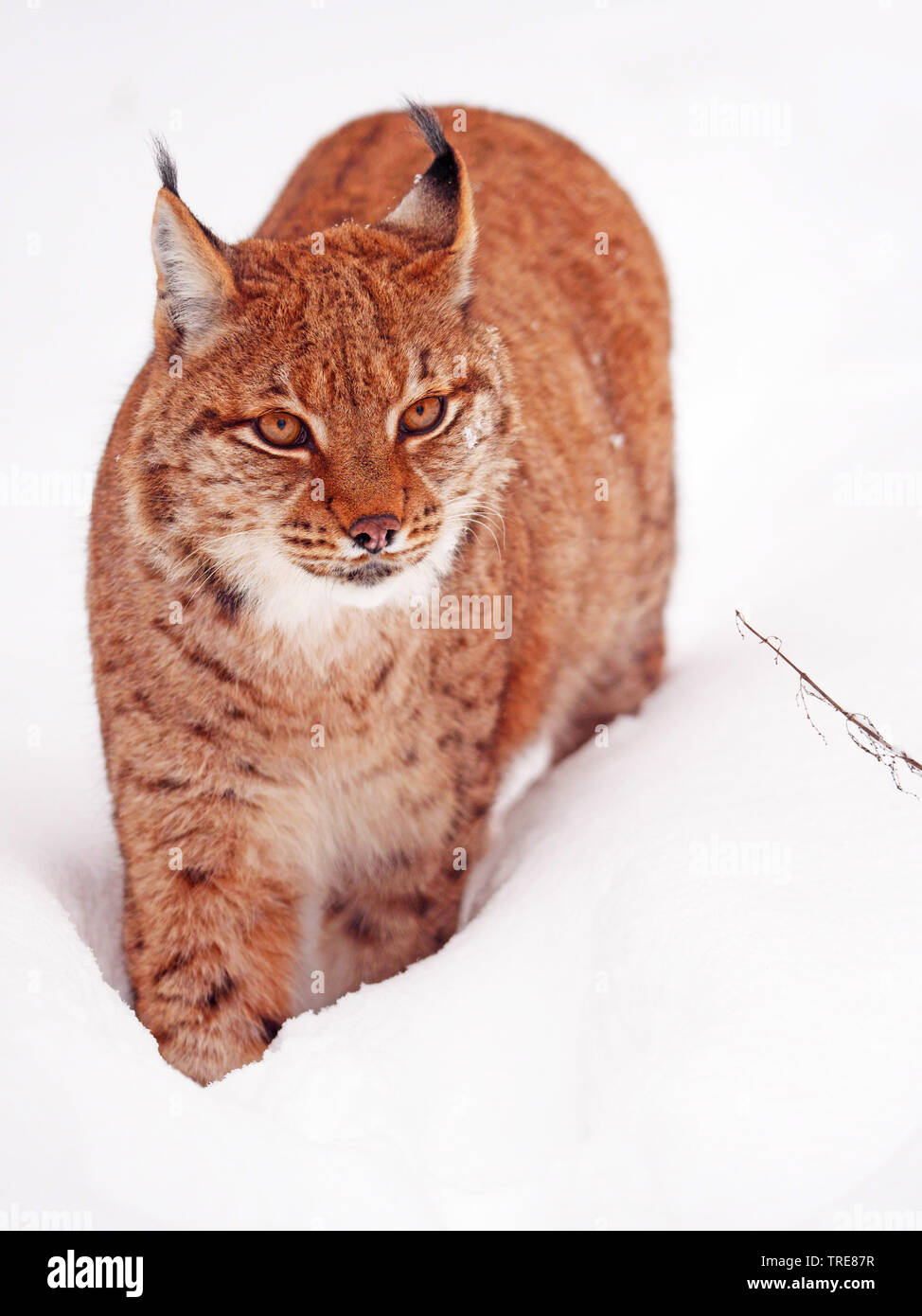 Nord (Lynx Lynx Lynx lynx), in presenza di neve, Germania, Sassonia Foto Stock