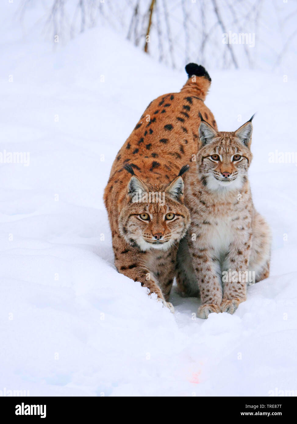 Nord (Lynx Lynx Lynx lynx), femminile e giovanile, Germania, Sassonia Foto Stock