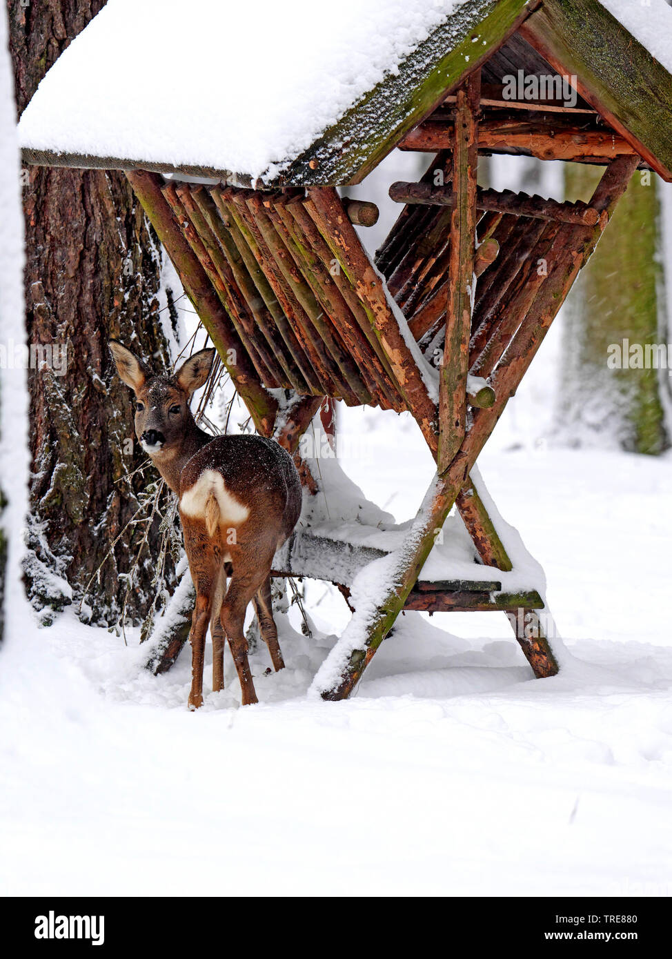 Il capriolo (Capreolus capreolus), femmina all'alimentazione invernale, Germania, Sassonia Foto Stock