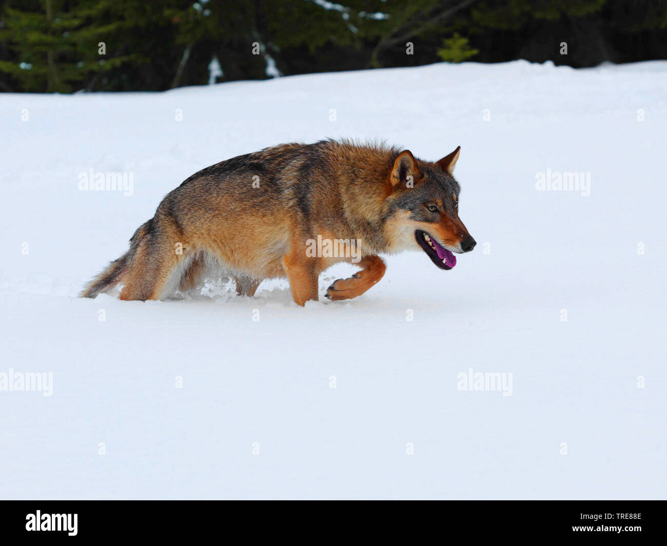 Unione lupo (Canis lupus lupus), in Prato Nevoso, Germania, Sassonia Foto Stock