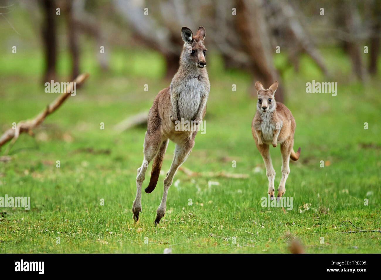 Orientale canguro grigio (Macropus giganteus), due jumping canguri, Australia Foto Stock