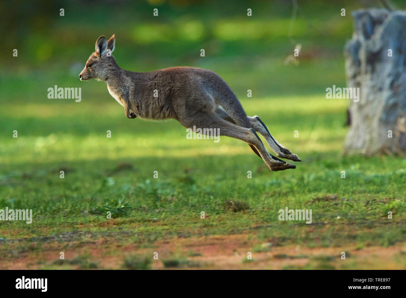 Orientale canguro grigio (Macropus giganteus), capretti salti, Australia Foto Stock