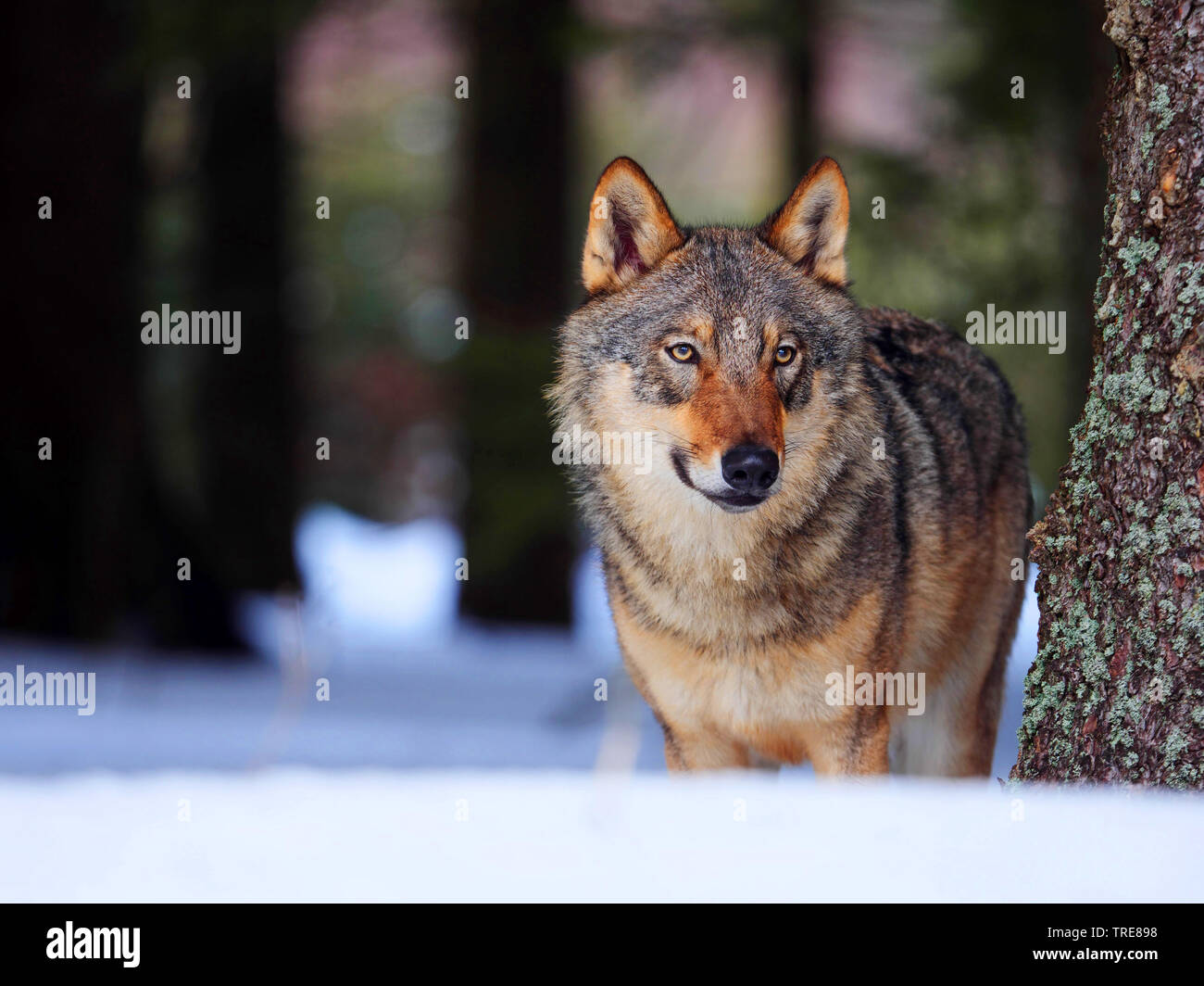 Unione lupo (Canis lupus lupus), sorge a un gambo di albero in una foresta innevata, Repubblica Ceca, Sumava National Park Foto Stock