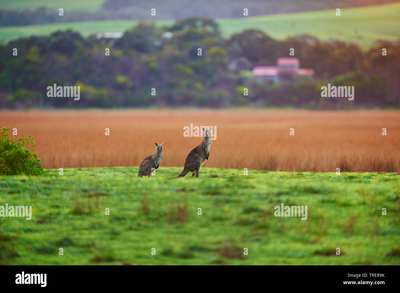 Orientale canguro grigio (Macropus giganteus), due canguri in terreni agricoli, Australia, Victoria, grande Otway National Park Foto Stock