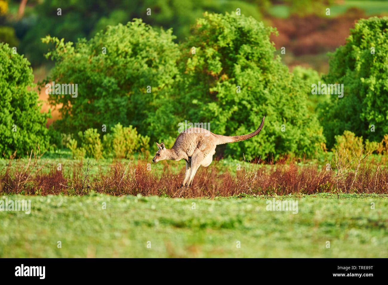 Orientale canguro grigio (Macropus giganteus), femmina salti, Australia, Victoria, grande Otway National Park Foto Stock