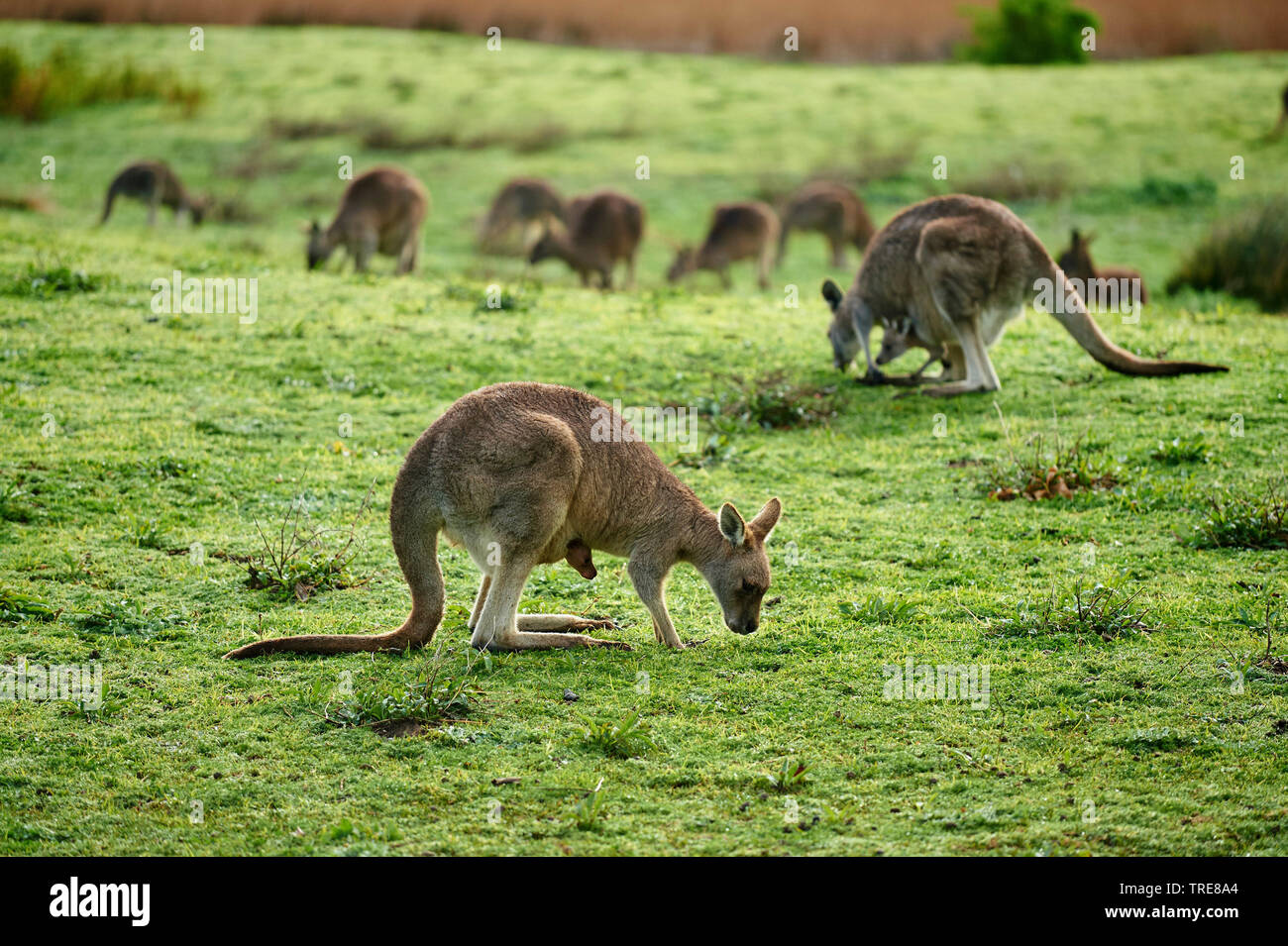 Orientale canguro grigio (Macropus giganteus), gruppo di pascolo, Australia, Victoria, grande Otway National Park Foto Stock