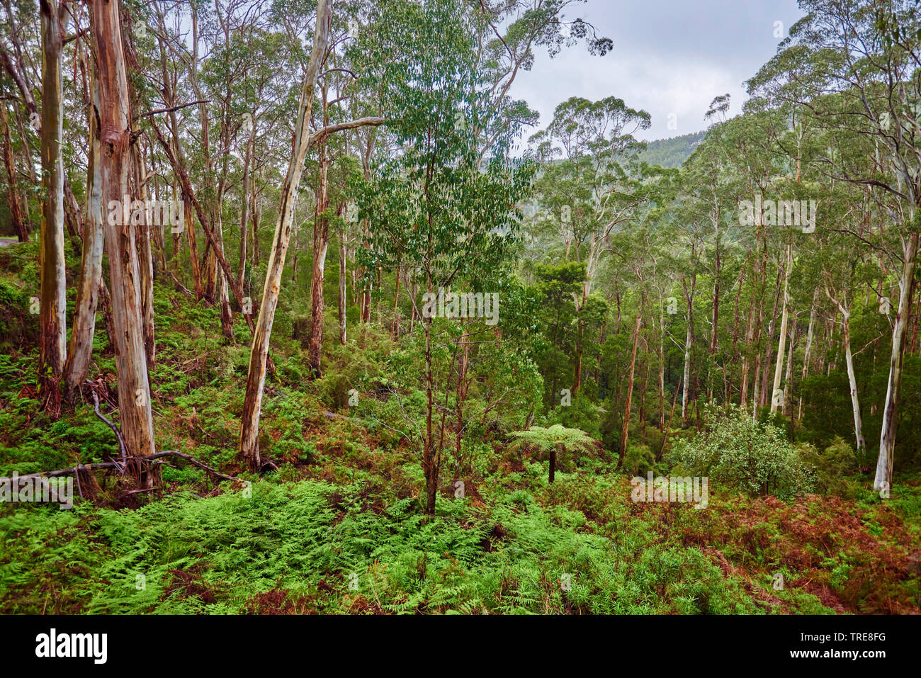 Eucalipto, gomma (eucalipto spec.), gomma tree (Eucalipto) foresta in primavera, Australia, Victoria, grande Otway National Park Foto Stock
