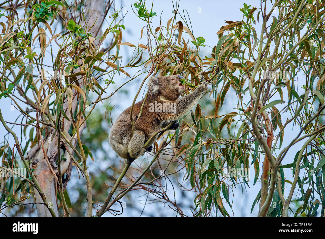 Il koala, koala bear (Phascolarctos cinereus), sitts mangiare in una struttura ad albero eucalytus, vista laterale, Australia, Victoria, grande Otway National Park Foto Stock