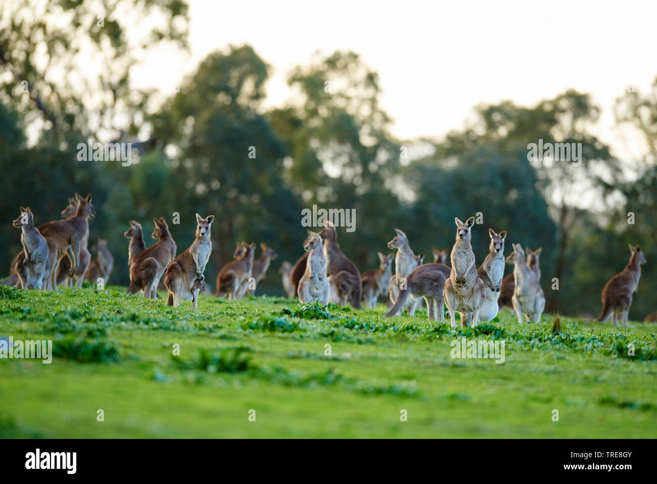 Orientale canguro grigio, grigio orientale canguro, grande grigio Canguro, forester kangaroo (Macropus giganteus), grande gruppo in un prato, Australia, Victoria Foto Stock